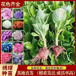 云南绣球花苗基地直销阳台庭院无尽夏八仙花盆栽地栽耐寒花期好种
