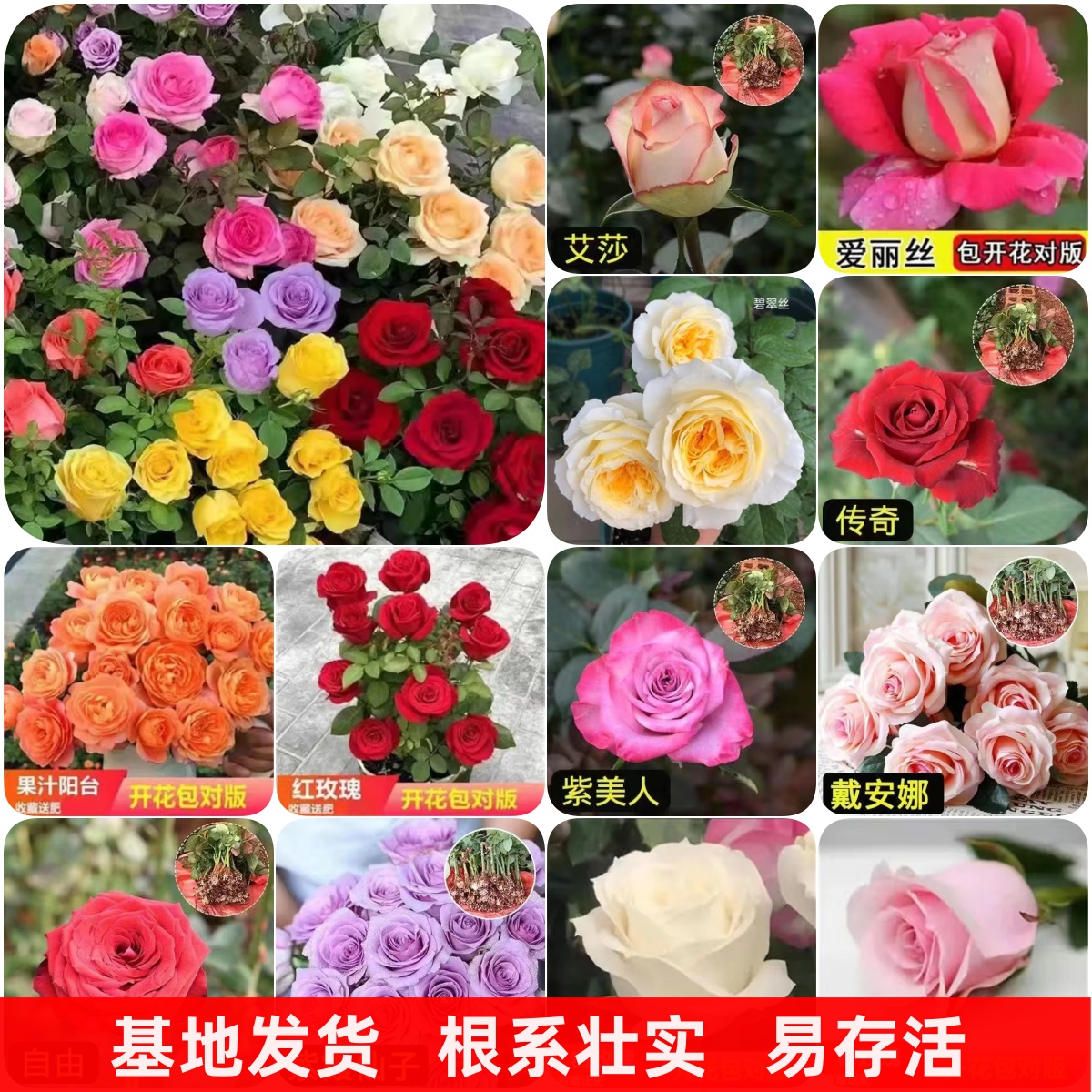 云南玫瑰花苗月季小苗四季开花大花室内庭院灌木盆栽花卉扦插种苗