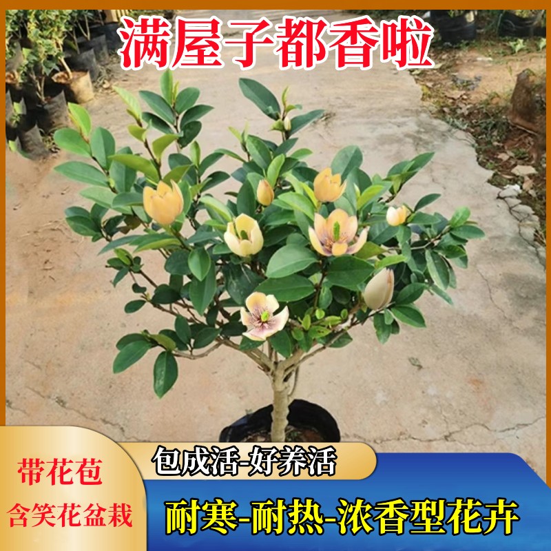 含笑花盆栽树苗庭院阳台浓香型
