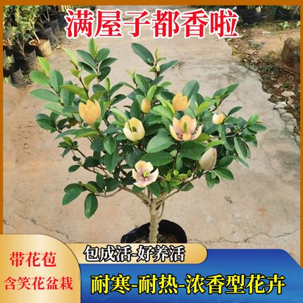 含笑花盆栽树苗室内阳台浓香型带花苞香蕉花庭院四季开花耐寒植物