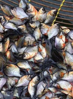 特大号白鲳鱼 红鲳鱼苗食用鲳鱼苗活淡水放养养殖热带鱼淡水鲳鱼