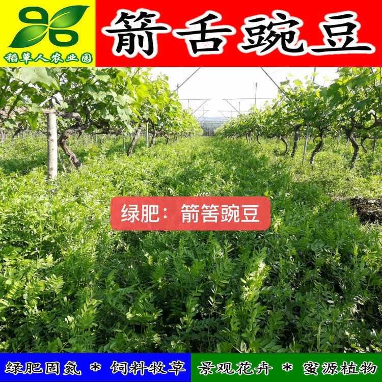 箭舌豌豆种子 田林籽蜜源果园青饲料 绿肥花卉 牧草固氮 景观植物