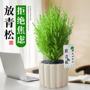 小香松绿植放轻松植物室内盆栽放青松公室桌面摆件盆景四季常青