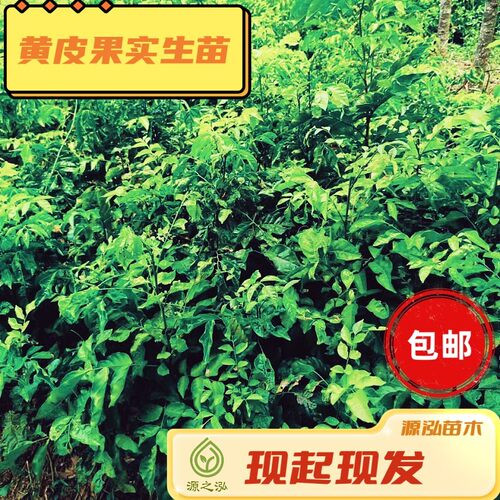 黄皮果实生苗源之泓苗木