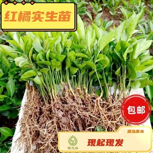 红橘砧木苗红桔直生苗红橘直生苗红橘原生苗柑橘类专用嫁接苗