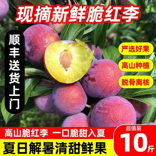 【顺丰次日达】脆红脱骨李子10斤