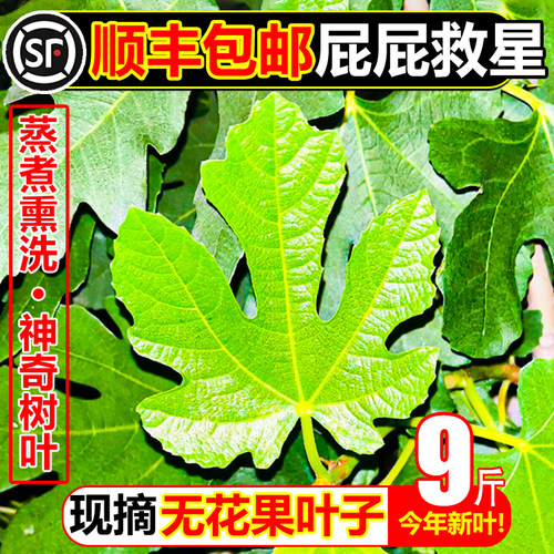 【顺丰次日达】无花果叶子9斤！