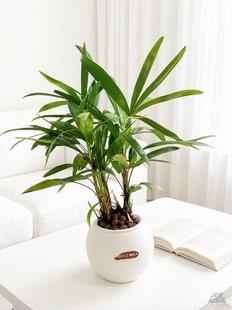 小叶棕竹室内盆栽客厅真绿植中大型高端青叶盆景四季常青网红植物