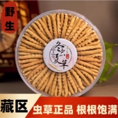 冬虫夏草正品 虫草新鲜干货正宗野生冬虫草非西藏那曲玉树青海特价