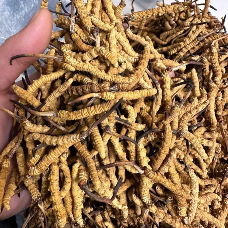 正品野生虫草新鲜干货煲汤泡酒实惠无断草整根冬虫夏草非西藏那曲