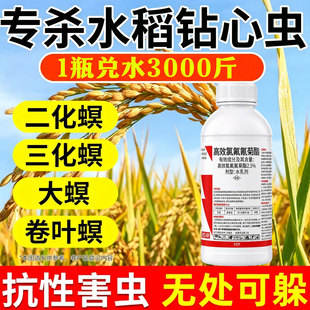 水稻杀虫剂农药正品水稻钻心虫专用药二化螟卷叶虫螟虫强效农药
