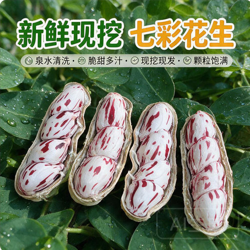 精选无泥现拔七彩花生2026年新货
