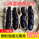 云南黑花生2026年新货带壳富硒黑花生晒干普洱特产黑皮花生米