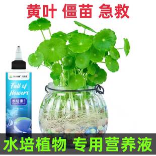 官方绿萝营养液肥料专用肥植物盆栽绿箩营业液花肥料家用土水培养