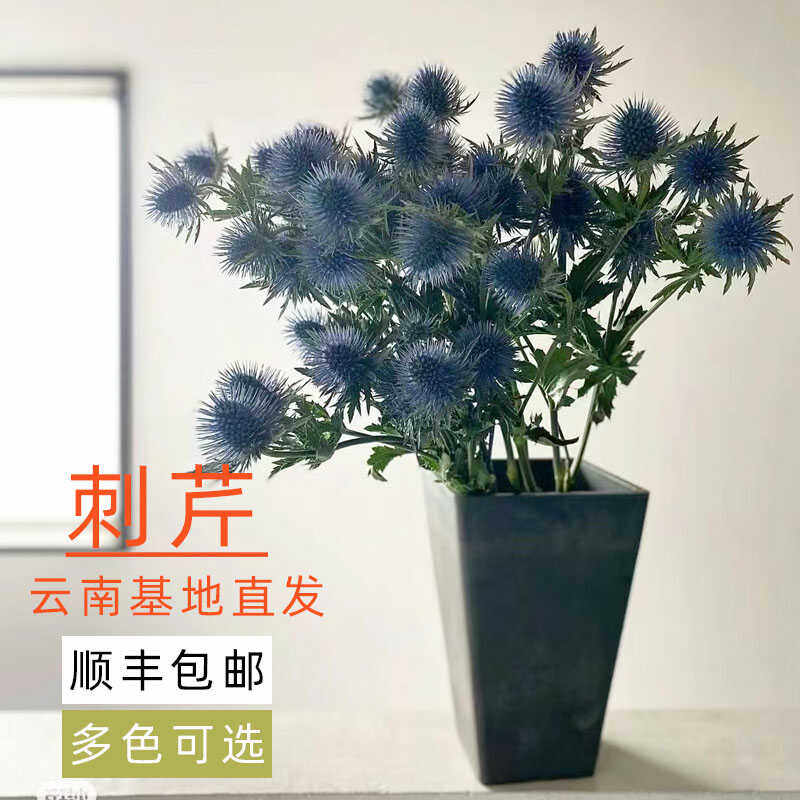 蓝星球鲜花基地批鲜切花家庭水养插瓶配草室内装饰荷兰进口刺芹花