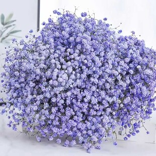 彩色满天星鲜花云南种植基地直发多彩满天星鲜切花配花一束插瓶花