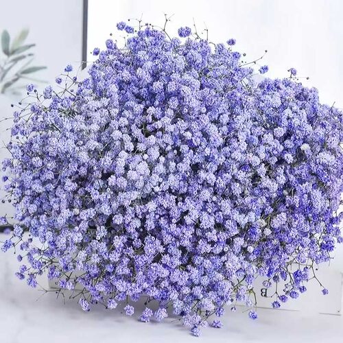 云南直发彩色满天星鲜切配花