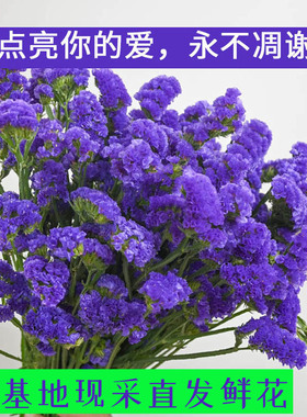勿忘我鲜花真花云南基地直发配草勿忘我混搭花DIY干花紫色满天星