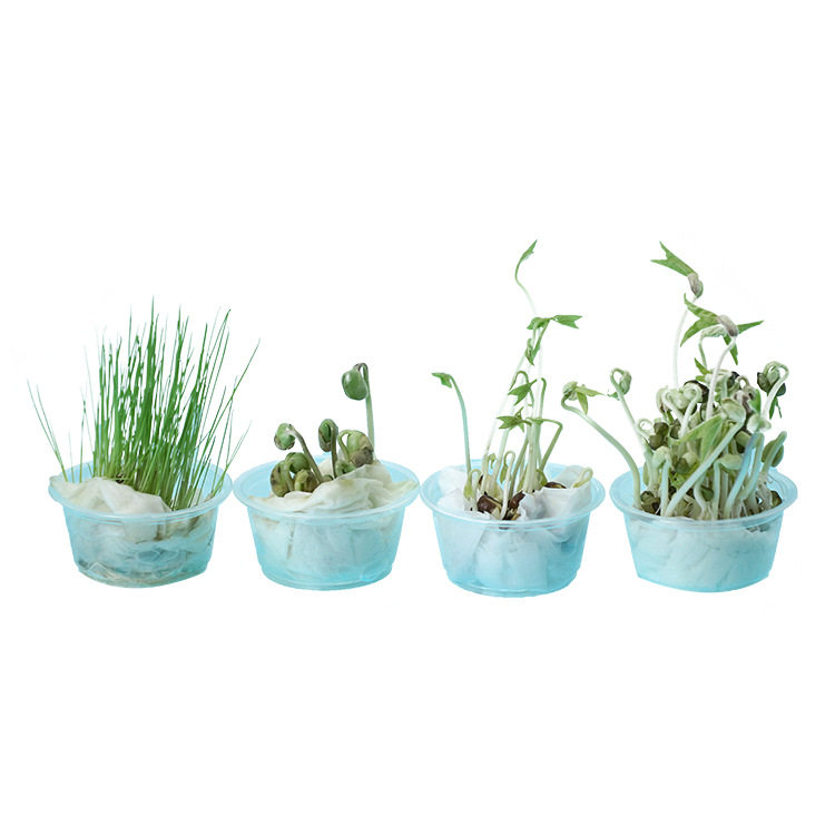 薄利多销儿童种植绿植小学生科学