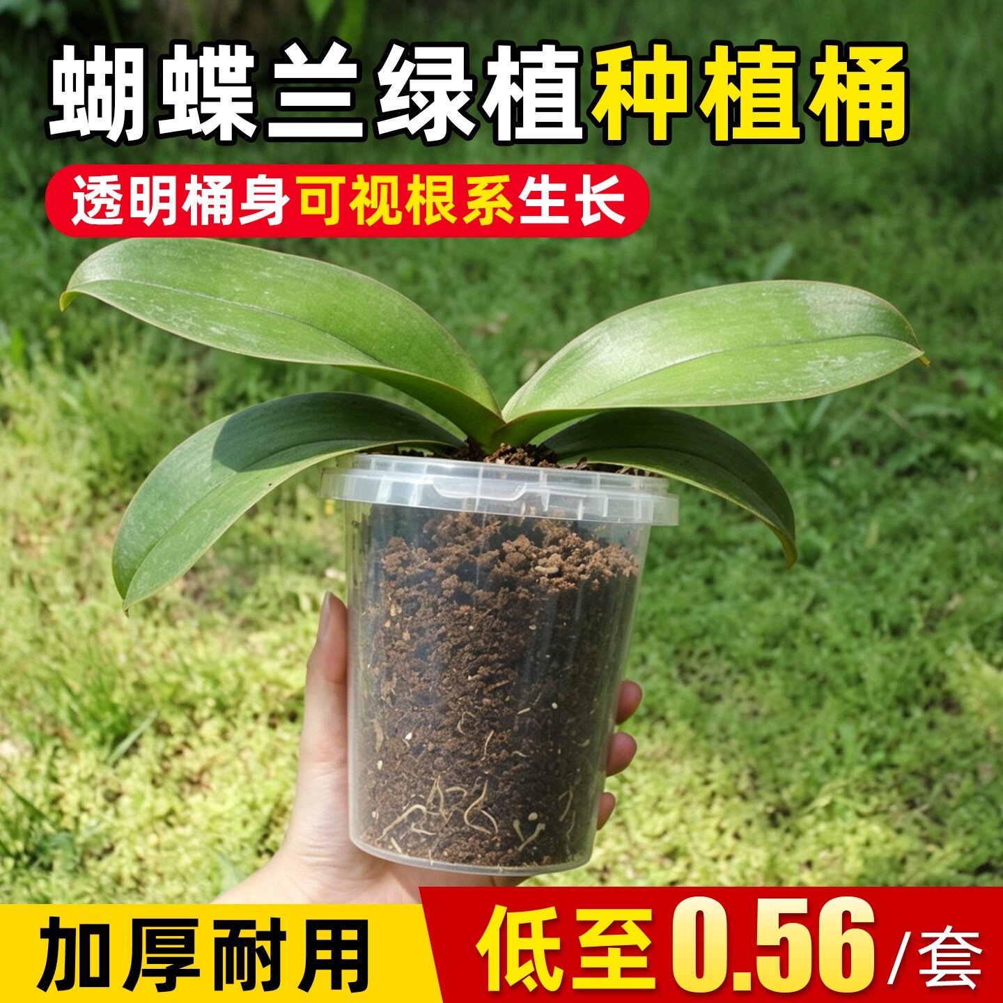 奶茶杯儿童种植水培植物透明盆栽蝴蝶兰生长全过程盆栽学生观察盒