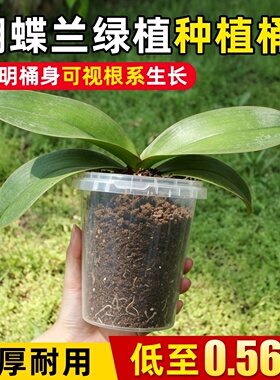 奶茶杯儿童种植水培植物透明盆栽蝴蝶兰生长全过程盆栽学生观察盒