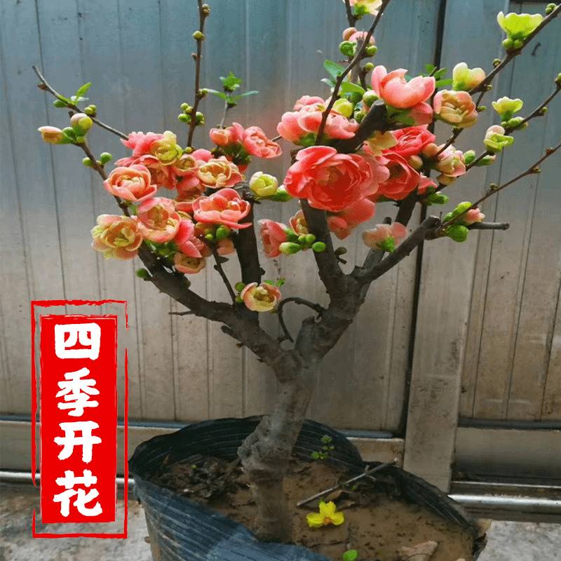 家里盆栽植物花卉大全盆景微景观花树老桩室内四季海棠大花重瓣树