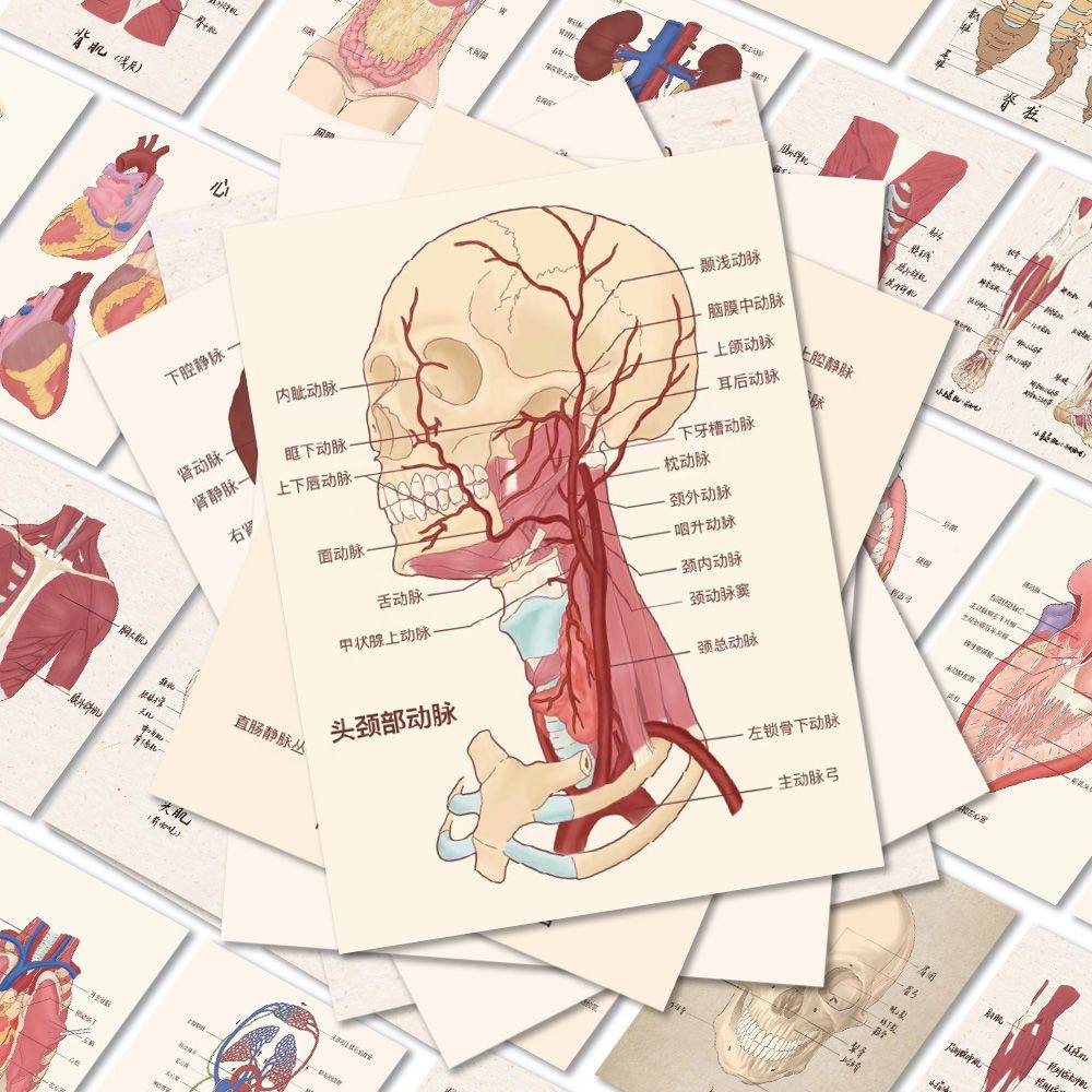 50张人体结构组织器官贴纸学生知识创意手机壳笔记本装饰防水贴画,文具电教/文化用品/商务用品,贴纸/立体贴纸,淘宝优惠券,粉丝福利购,淘宝优惠卷