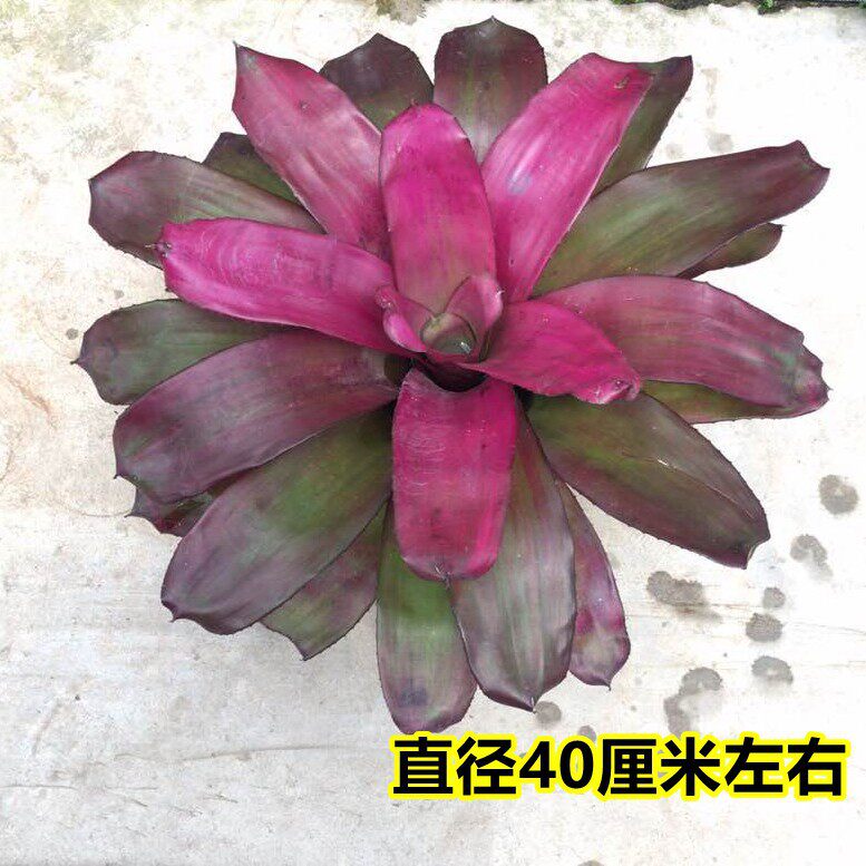 N属积水凤梨 火焰指环中小型品种螺旋叶积水雨林植物造景25cm左右