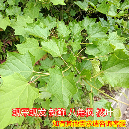 四川八角枫新鲜八角风叶现挖八角风根白龙须中药材草药