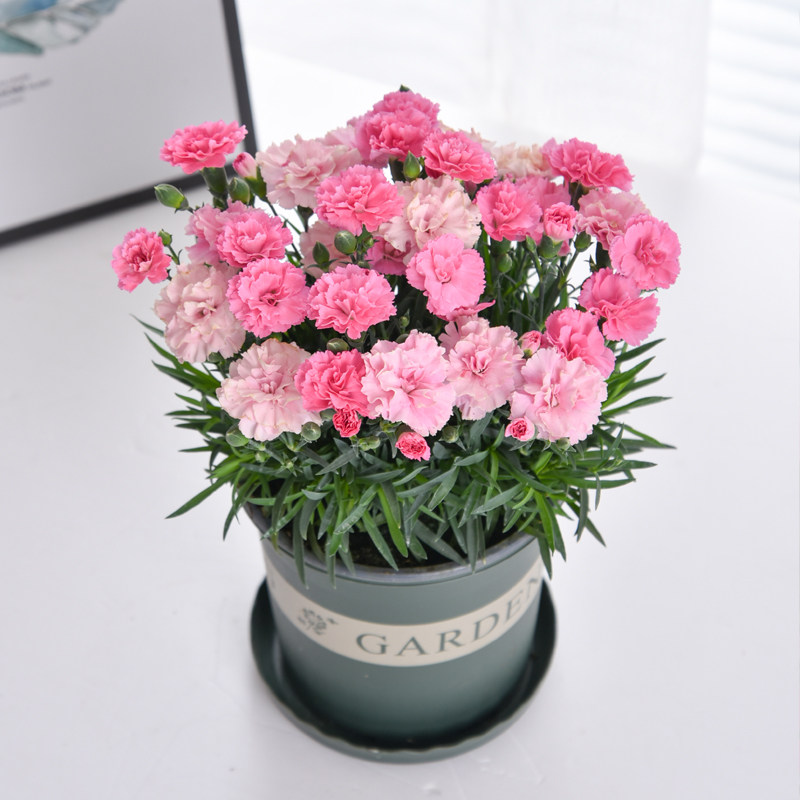 康乃馨盆栽带花苞母亲花送女生三八节礼物绿植好养活四季不断开花
