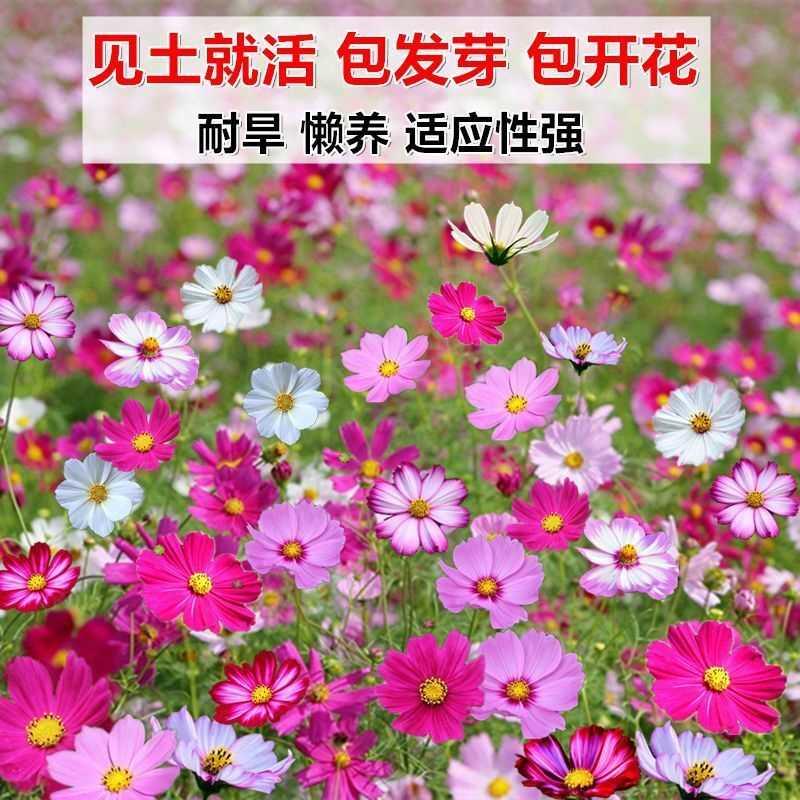 四季易种波斯菊格桑花盆栽种子室外百日野花草花种子庭院组合开花