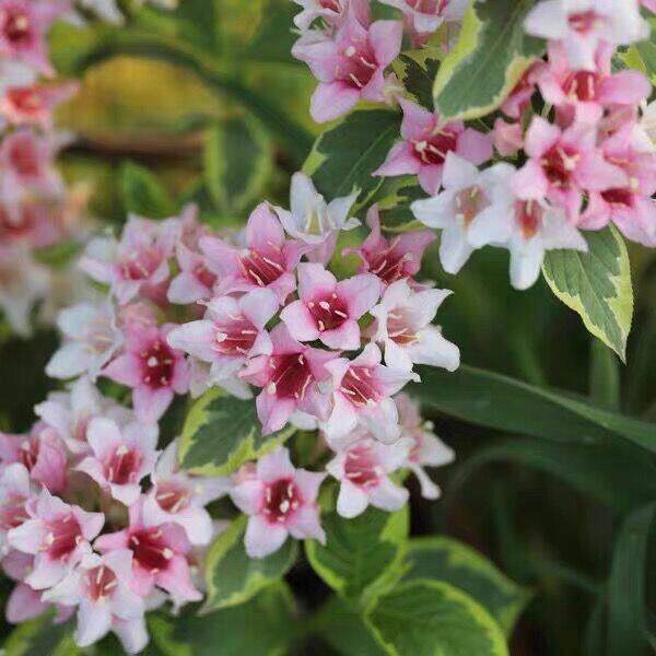 多年生耐寒耐热灌木花卉花叶锦带花苗盆栽庭院别墅花园树花境植物