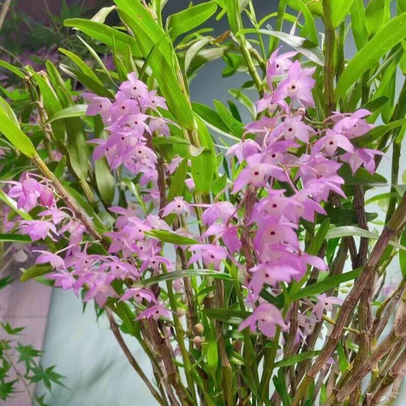 重唇石斛常年带叶兰花盆栽盆景吊兰花卉绿植物附生兰吊兰深浅粉花