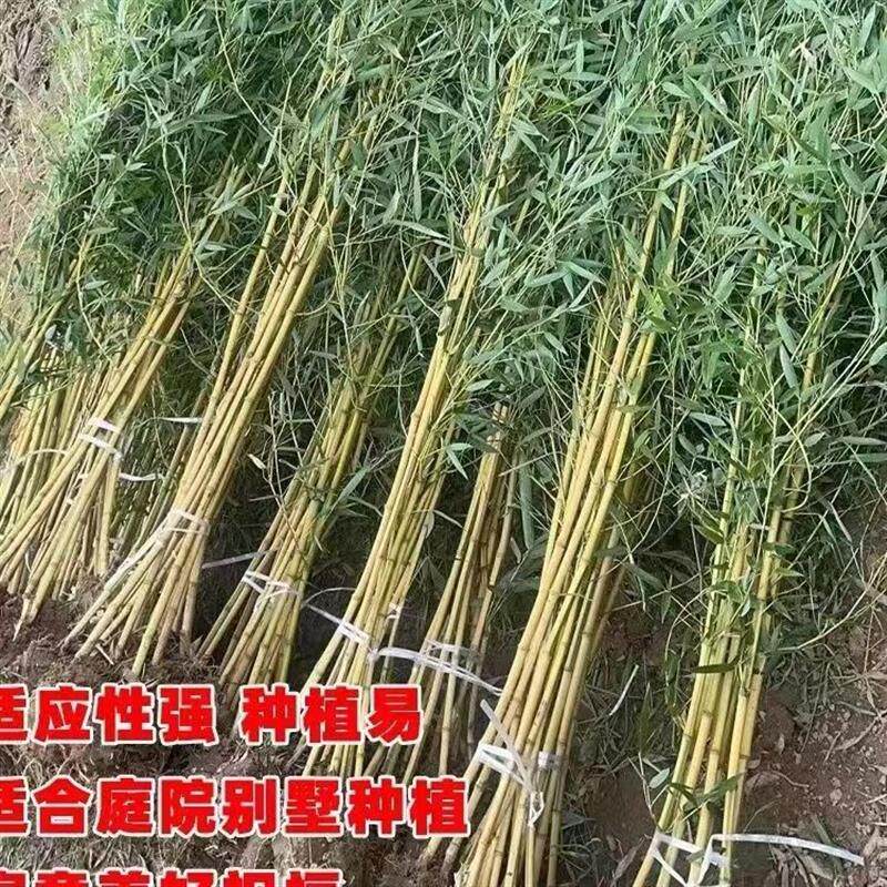 庭院矮竹子景观竹子苗篱笆墙紫竹观赏竹金镶玉竹罗汉竹庭院绿化观