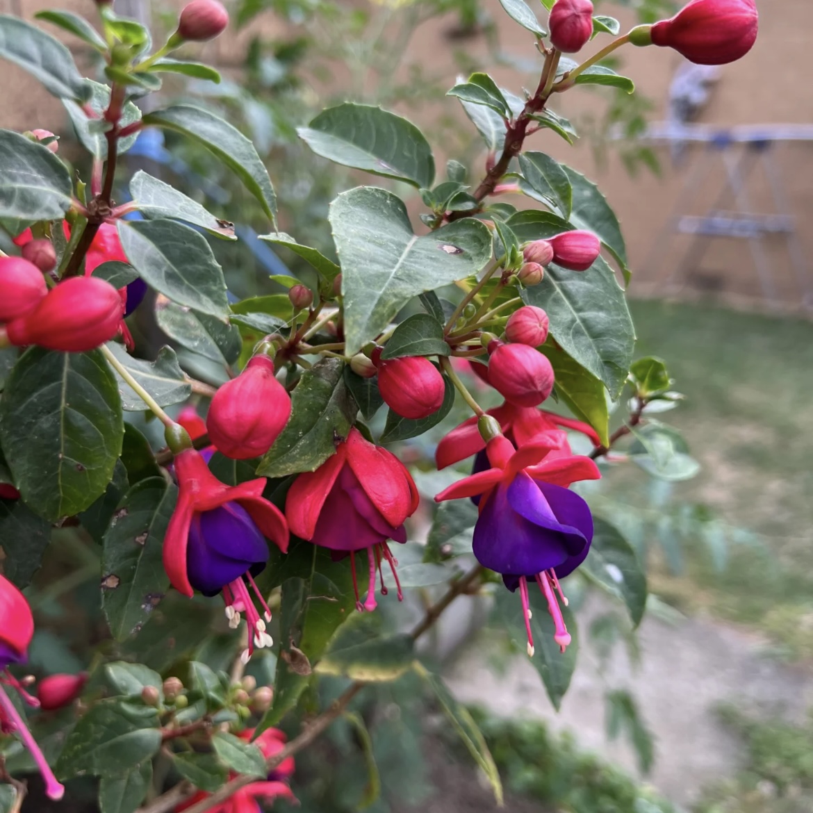 重瓣倒挂金钟灯笼花元宵花喜庆