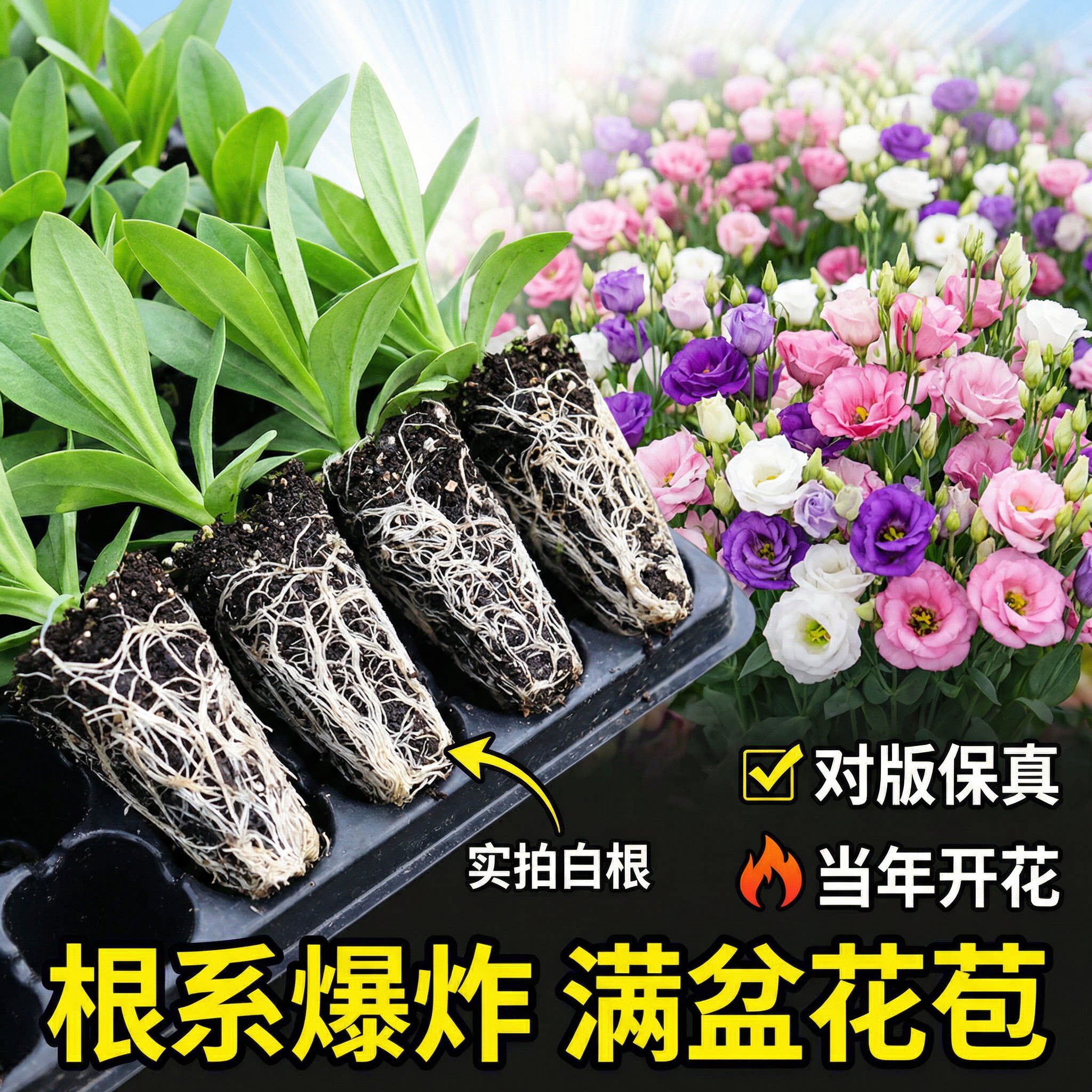 （洋桔梗小苗）云南基地新苗洋桔梗花苗常开花多年生花卉开花特快图片