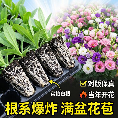 （洋桔梗小苗）云南基地新苗洋桔梗花苗常开花多年生花卉开花特快