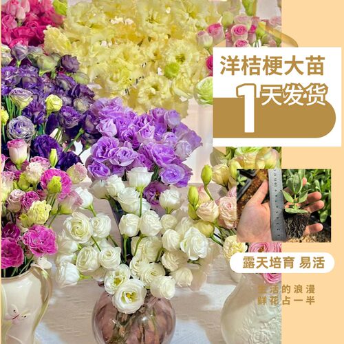 进口洋桔梗重瓣大苗盒装
