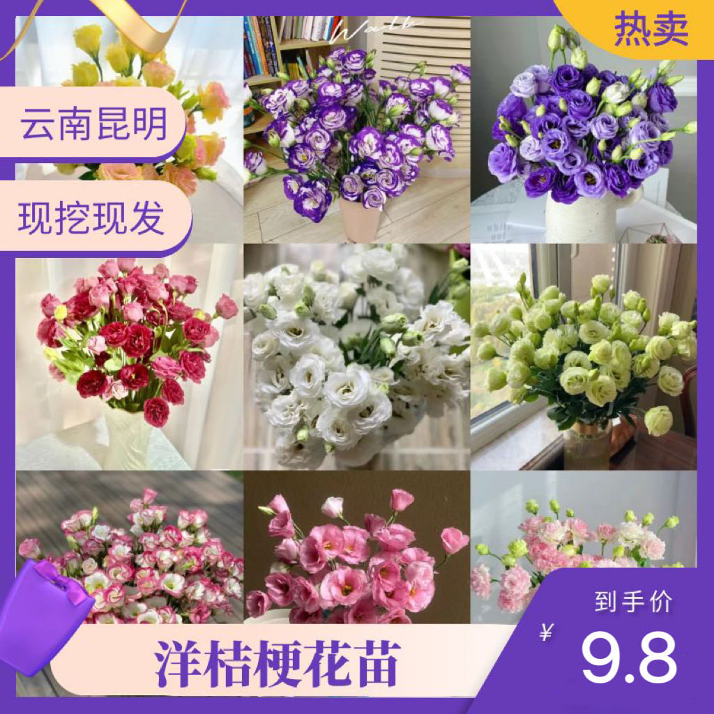 【5棵精选花苗】云南基地洋桔梗花苗常开花多年生花卉开花特快图片