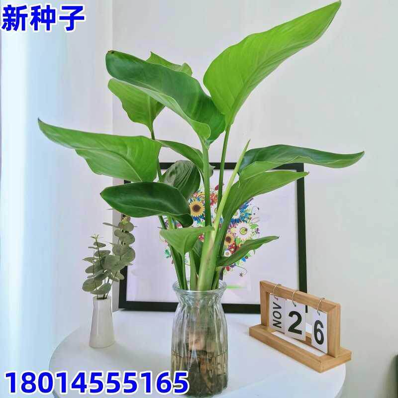 天堂鸟种子盆栽花卉桌面植物种子净化鹤望兰培绿水生四季常青空气