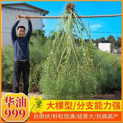 华油999油菜种子种矮杆早熟油菜籽耐寒高榨高产抗倒孑油率杂交油