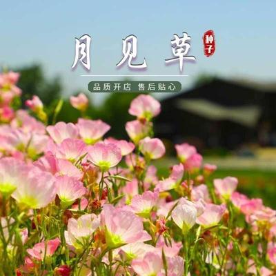 美丽月见花种子易活种子籽园林绿化播花种景观多年生春秋庭院花