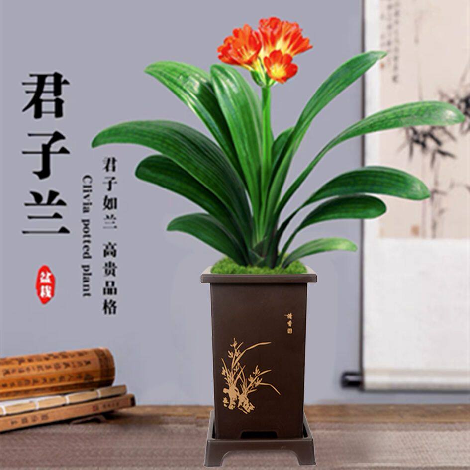 君子兰苗室内四季开花好养花精品圆头和尚大苗国兰盆栽