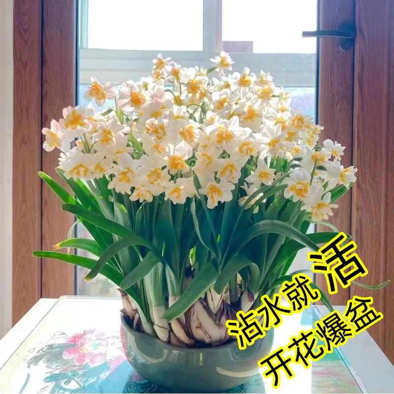 重瓣水仙花种球盆栽水养四季开花卉植物室内花绿植水培好养带花苞