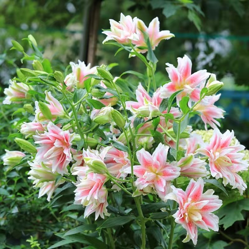 重瓣百合种球四季开花好养