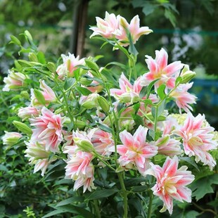 重瓣百合种球四季开花好养易活室内花卉盆栽香水百合鲜花植物种子