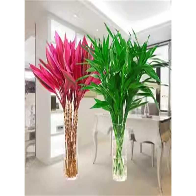 富贵竹水培植物转运开运竹花卉绿植盆栽绿萝室内花客厅水养节节高,农用物资,花卉林木种子/种苗/种球,淘宝优惠券,粉丝福利购,淘宝优惠卷