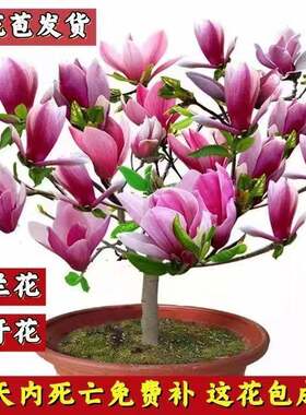 买一送浓香玉兰花矮化盆栽地