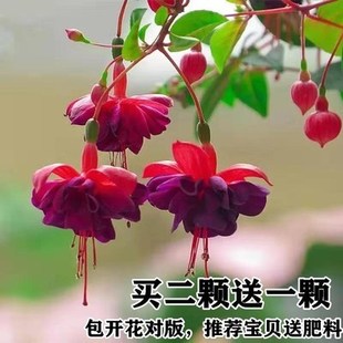 倒挂金钟宝莲灯盆栽苗室内绿植灯笼花盆栽苗吊钟海棠花苗四季 开花