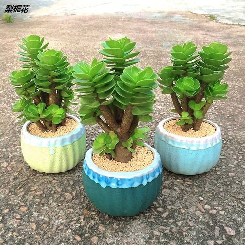 金钱木带盆土多肉植物发财树